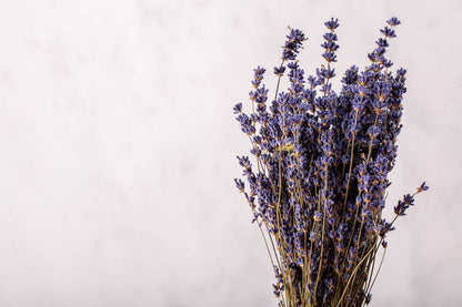 Dried Lavender Bunch - Dried Flowers