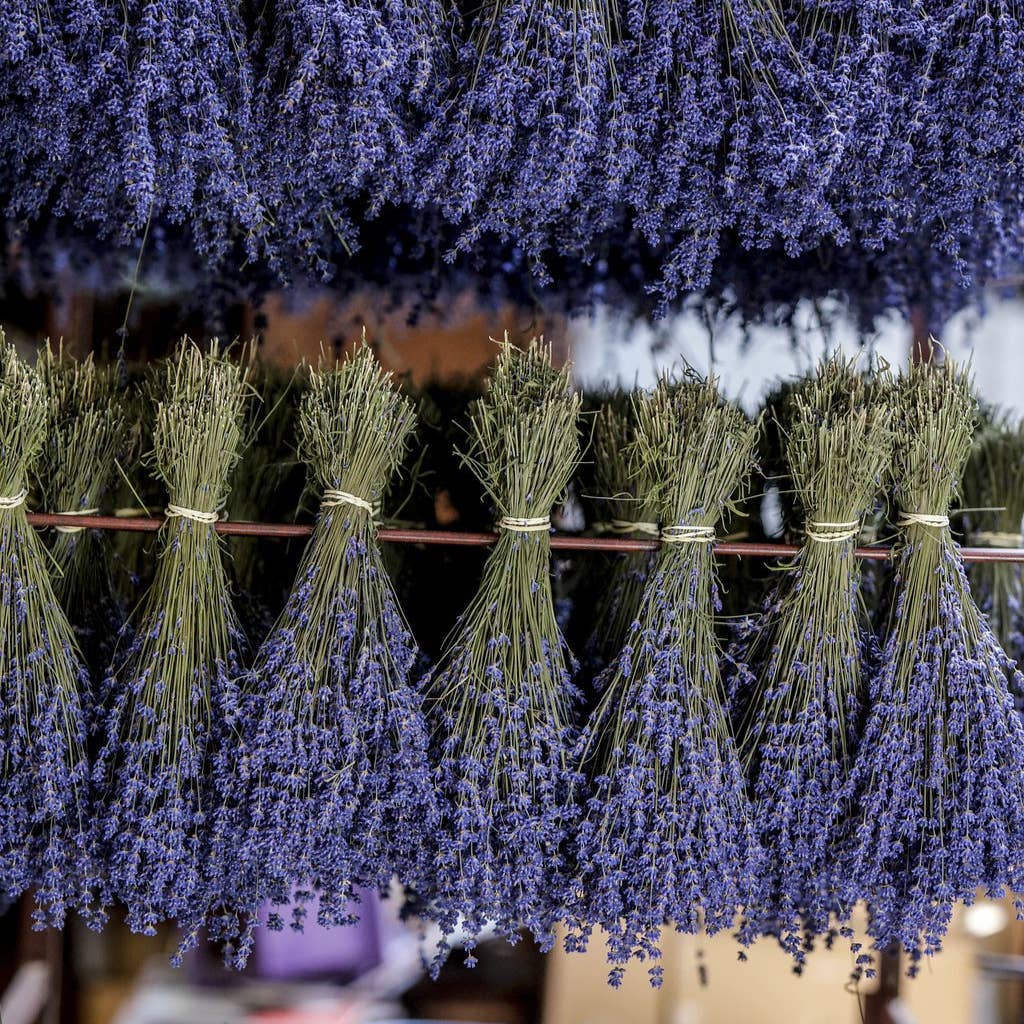 Dried Lavender Bunch - Dried Flowers